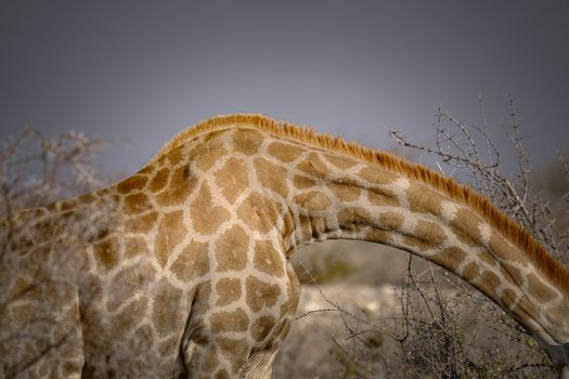 Pattern on the Side of a Leaning Giraffe
