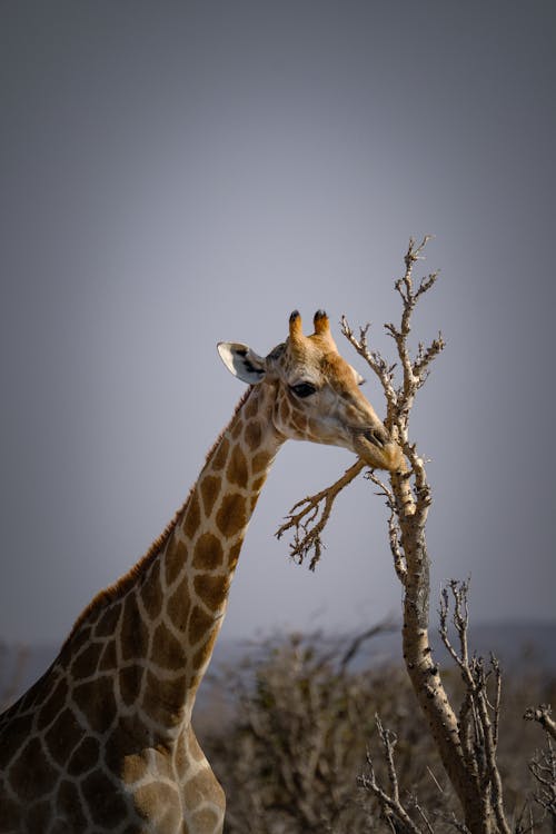 Fotos de stock gratuitas de al aire libre, animal, bárbaro