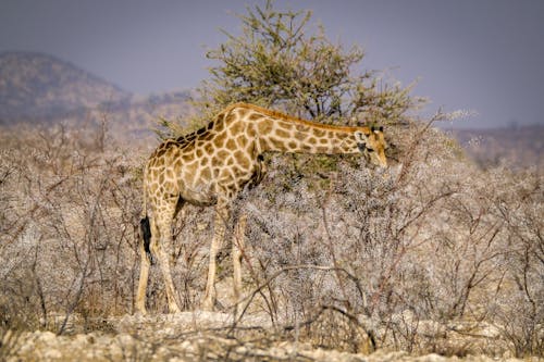 Fotos de stock gratuitas de al aire libre, animal, árbol