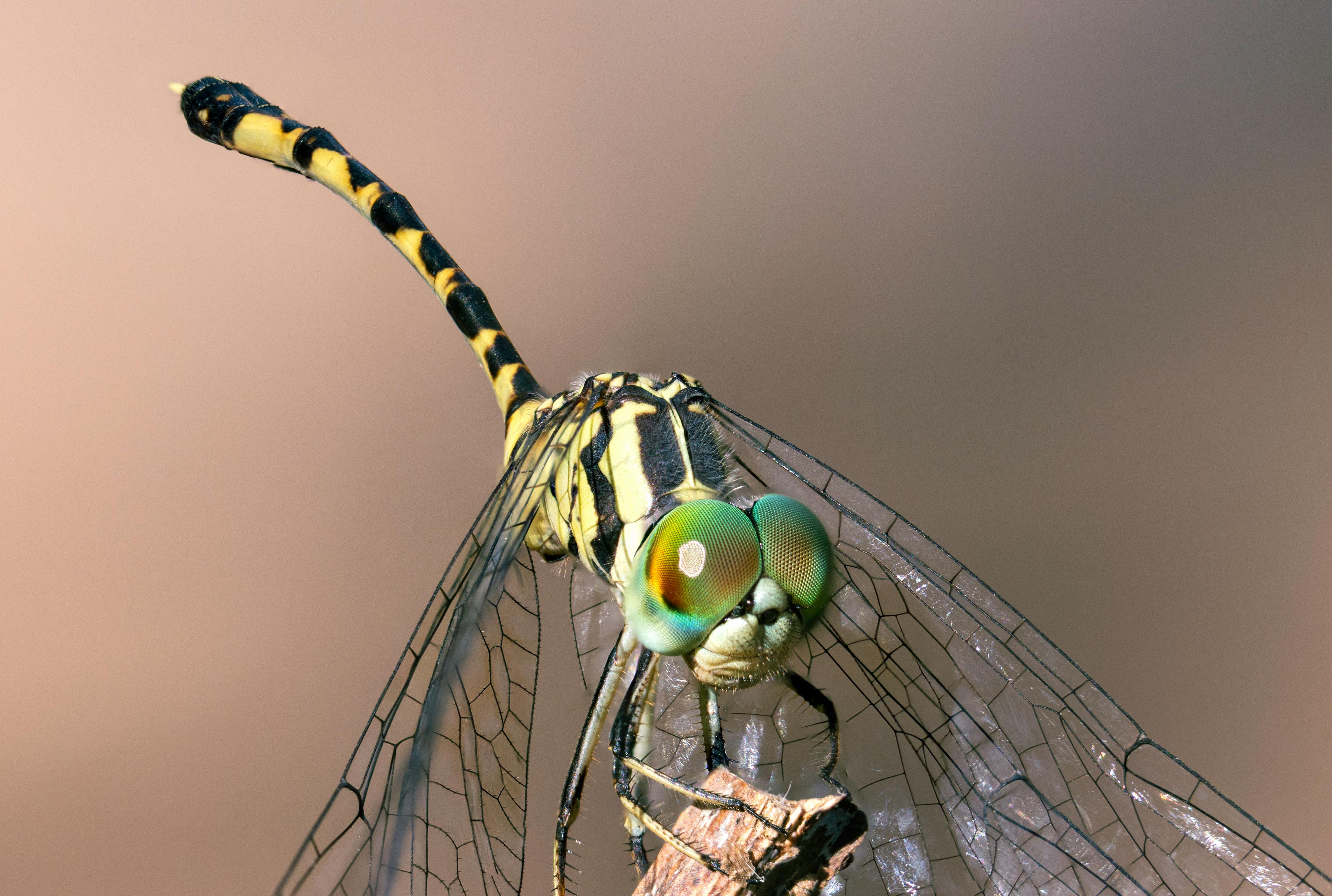 dragonfly focus stack