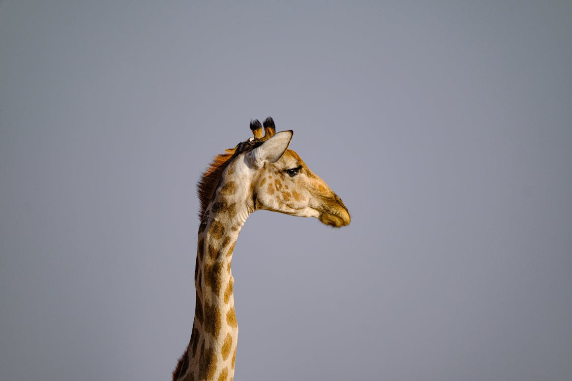 Kostenloses Stock Foto zu auge, draußen, giraffe