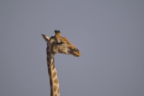 Fotos de stock gratuitas de al aire libre, animal, Arte