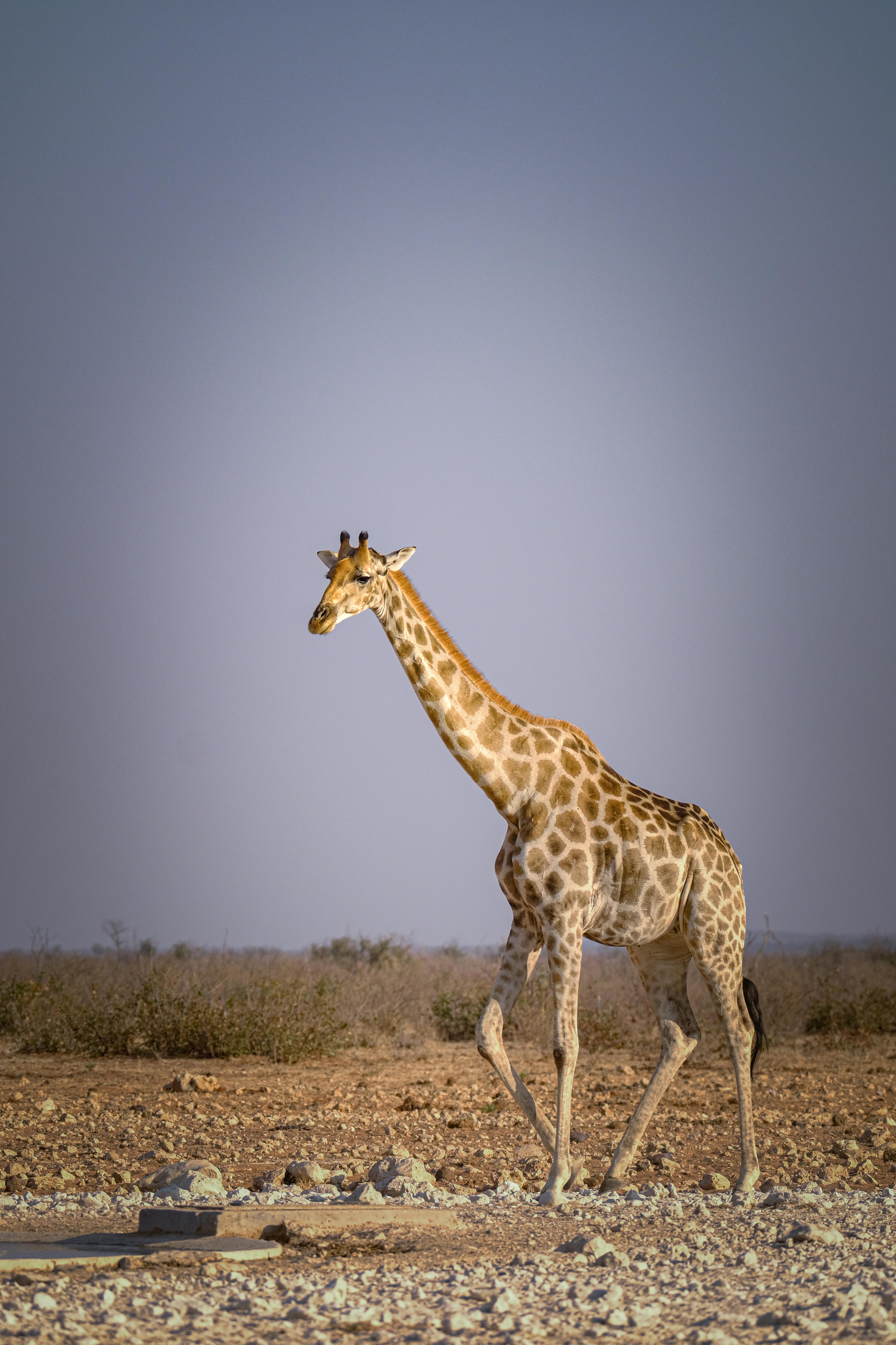 giraffe on savanna