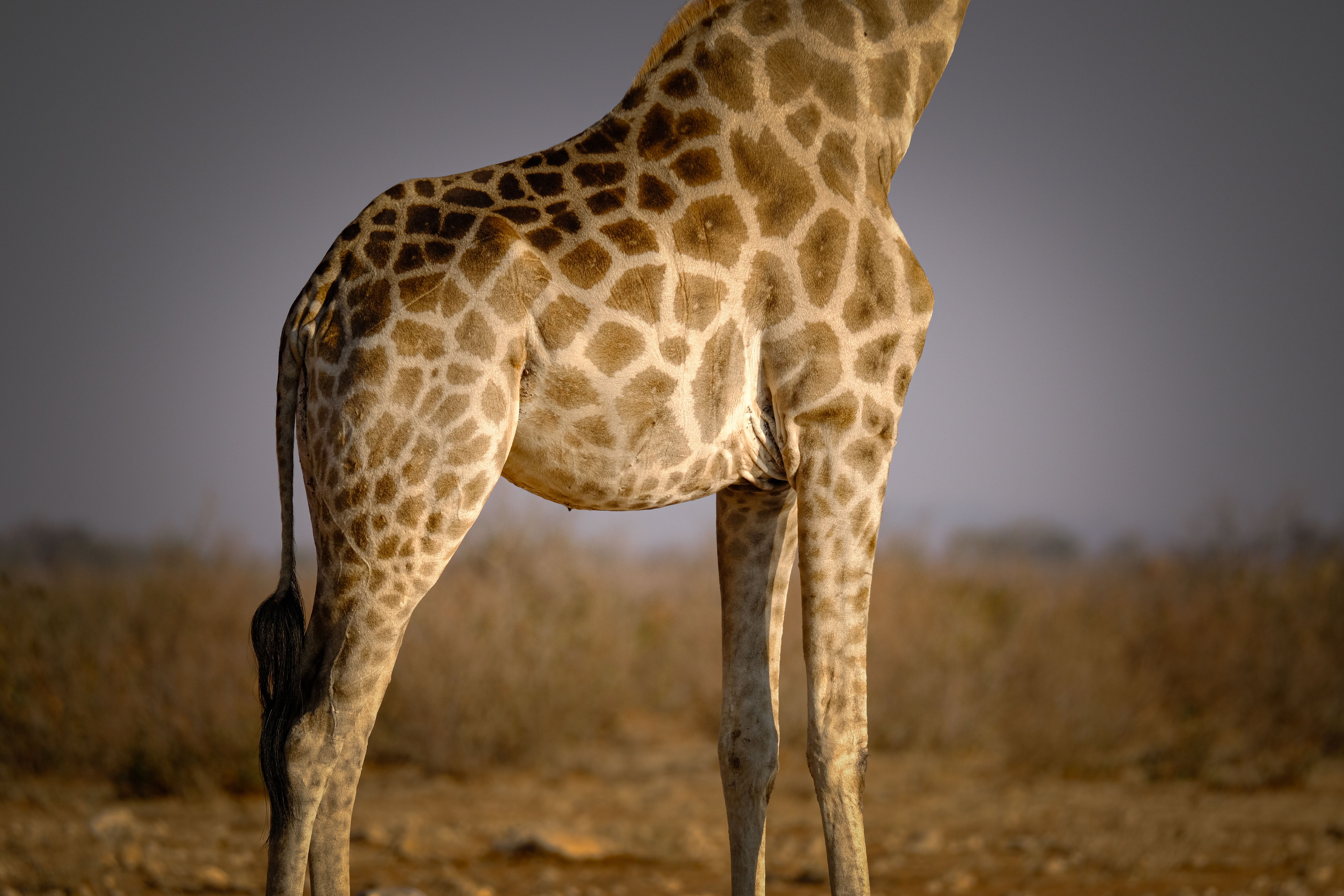Pattern on the side of the giraffe, Niger