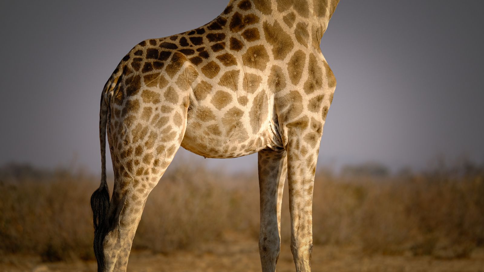 Pattern on the side of the giraffe, Niger