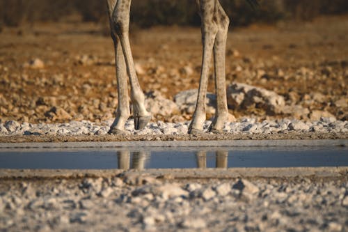 Fotos de stock gratuitas de al aire libre, animal, arena