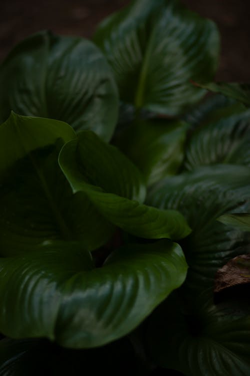 자연의 아름다움, 짙은 녹색 잎, 캐논의 무료 스톡 사진