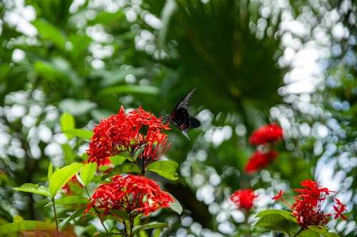 Fotos de stock gratuitas de al aire libre, árbol, brillante