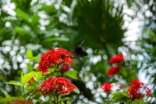 Free A black butterfly perches gracefully on red flowers in a lush green garden. Stock Photo