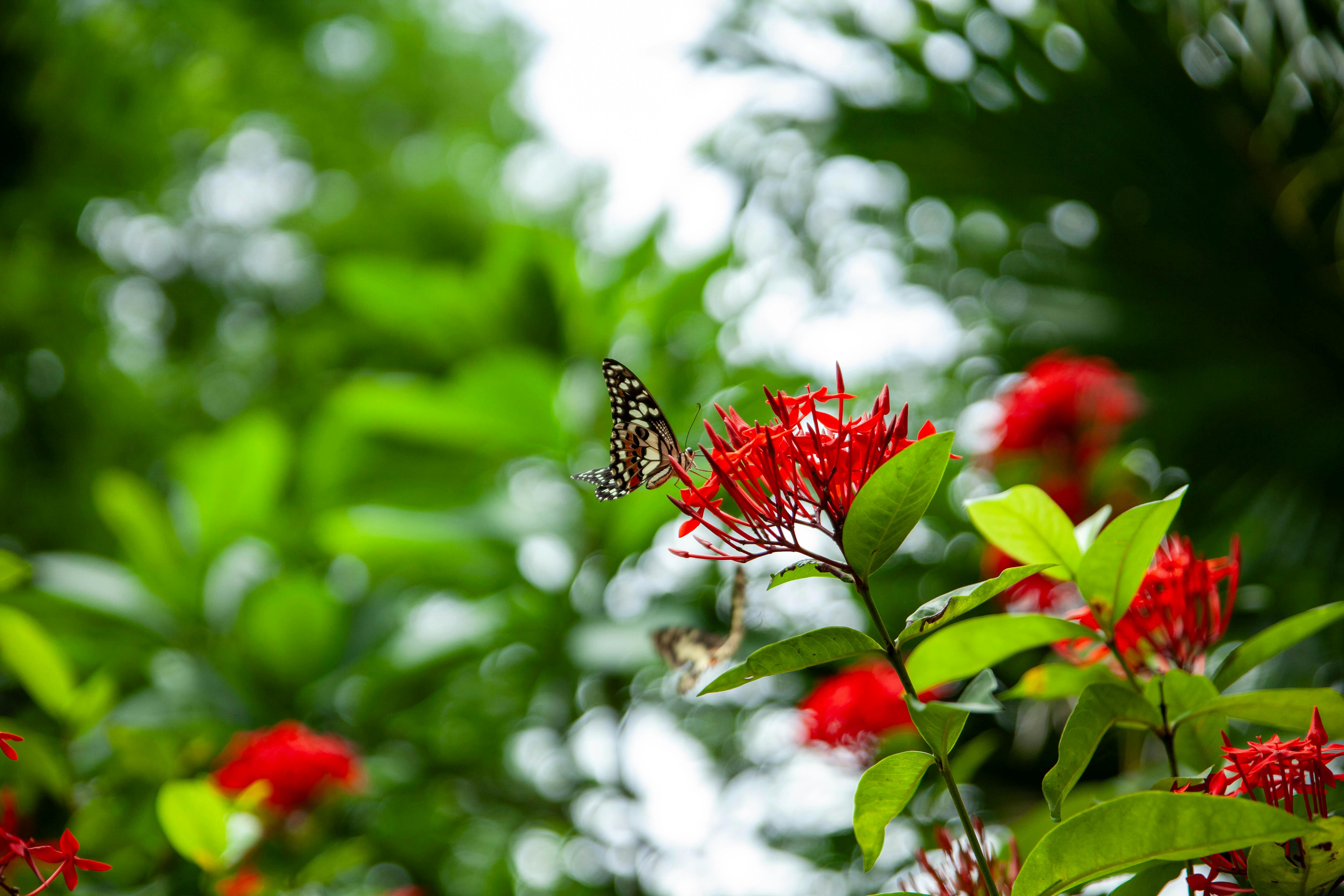 A butterfly on red flowers with green leaves