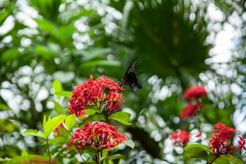 Fotos de stock gratuitas de al aire libre, árbol, bonito