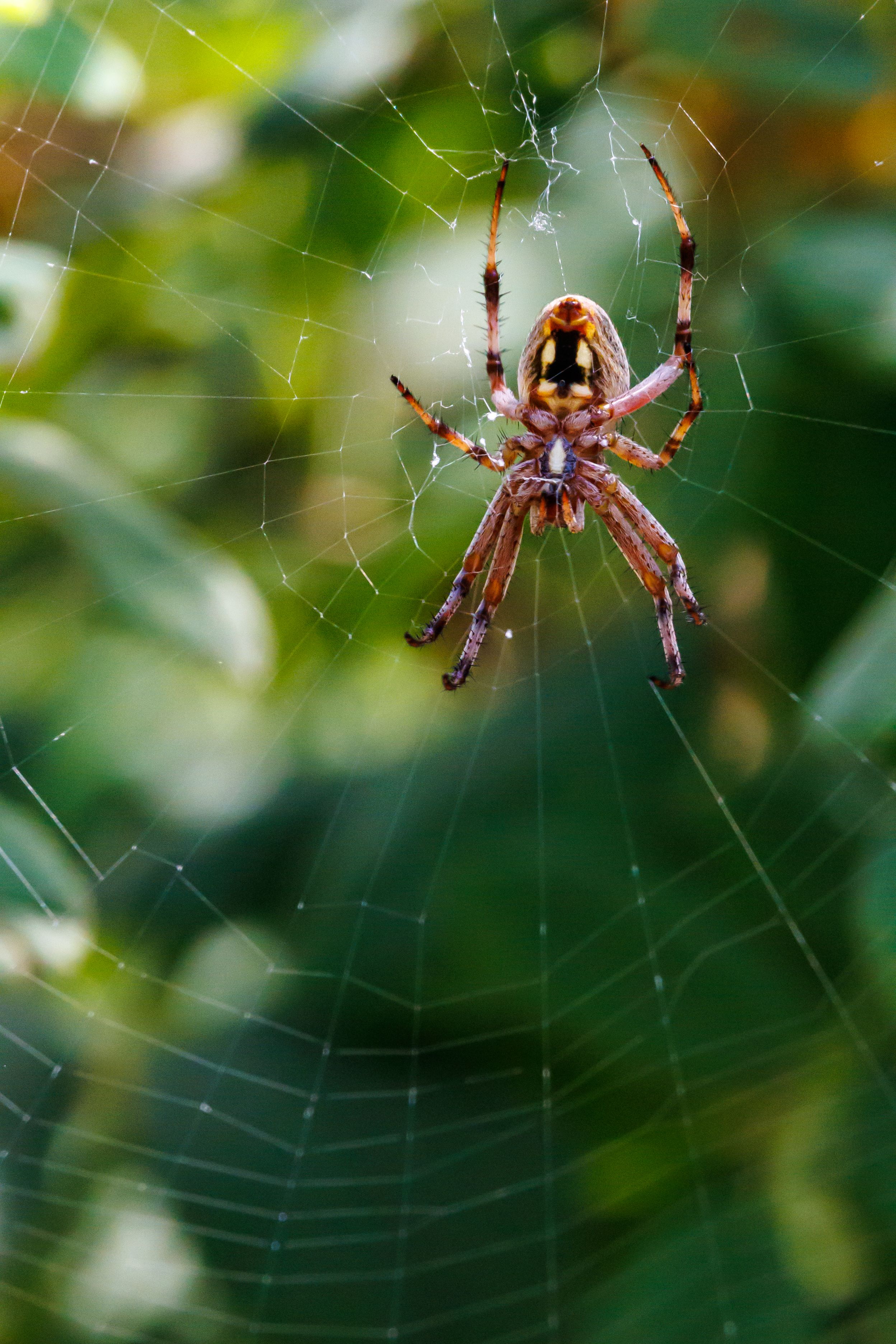 Selective Focus of European Garden Spider · Free Stock Photo
