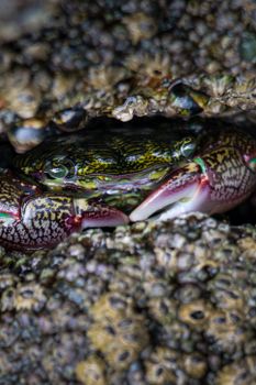Detailed close-up of a vivid crab nestled among textured rocks, showcasing sea life beauty.