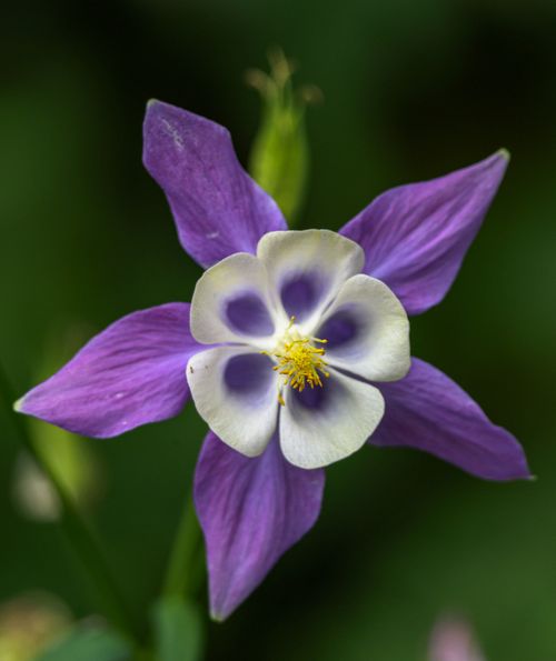 Free Stunning close-up of a blue columbine flower with vibrant petals and a vivid yellow center. Stock Photo