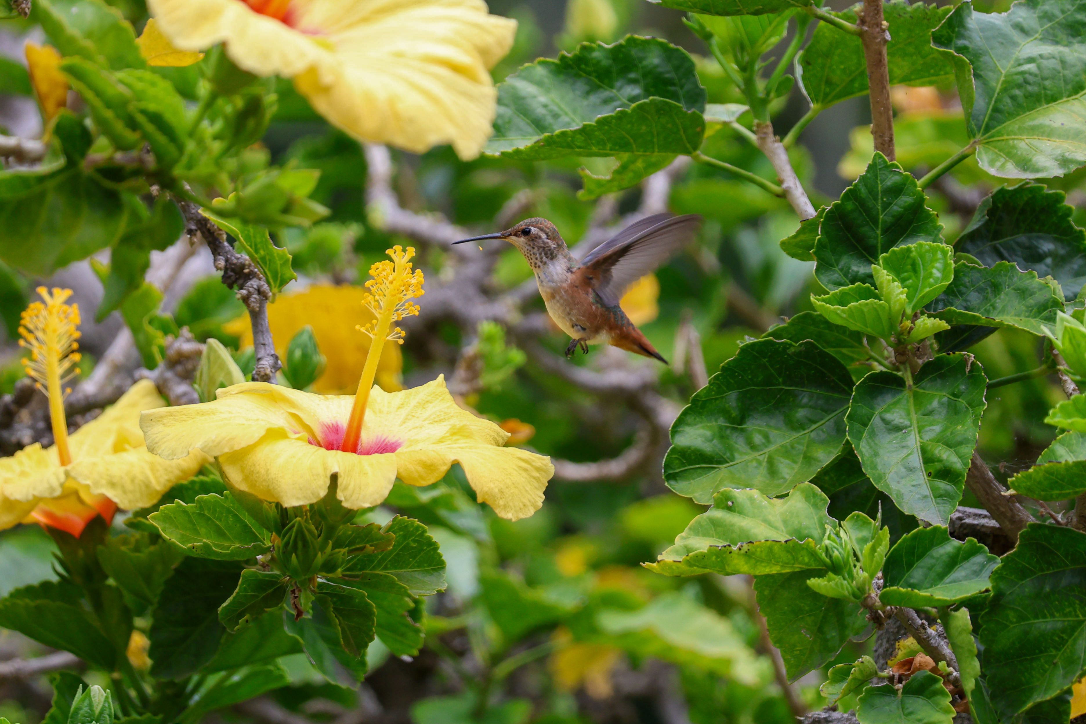 Abelhas e beija-flores são guardiões invisíveis da canela-de-ema, símbolo nos campos rupestres