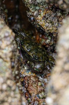 A crab blending into its rocky surroundings, showcasing nature's camouflage in the wild.