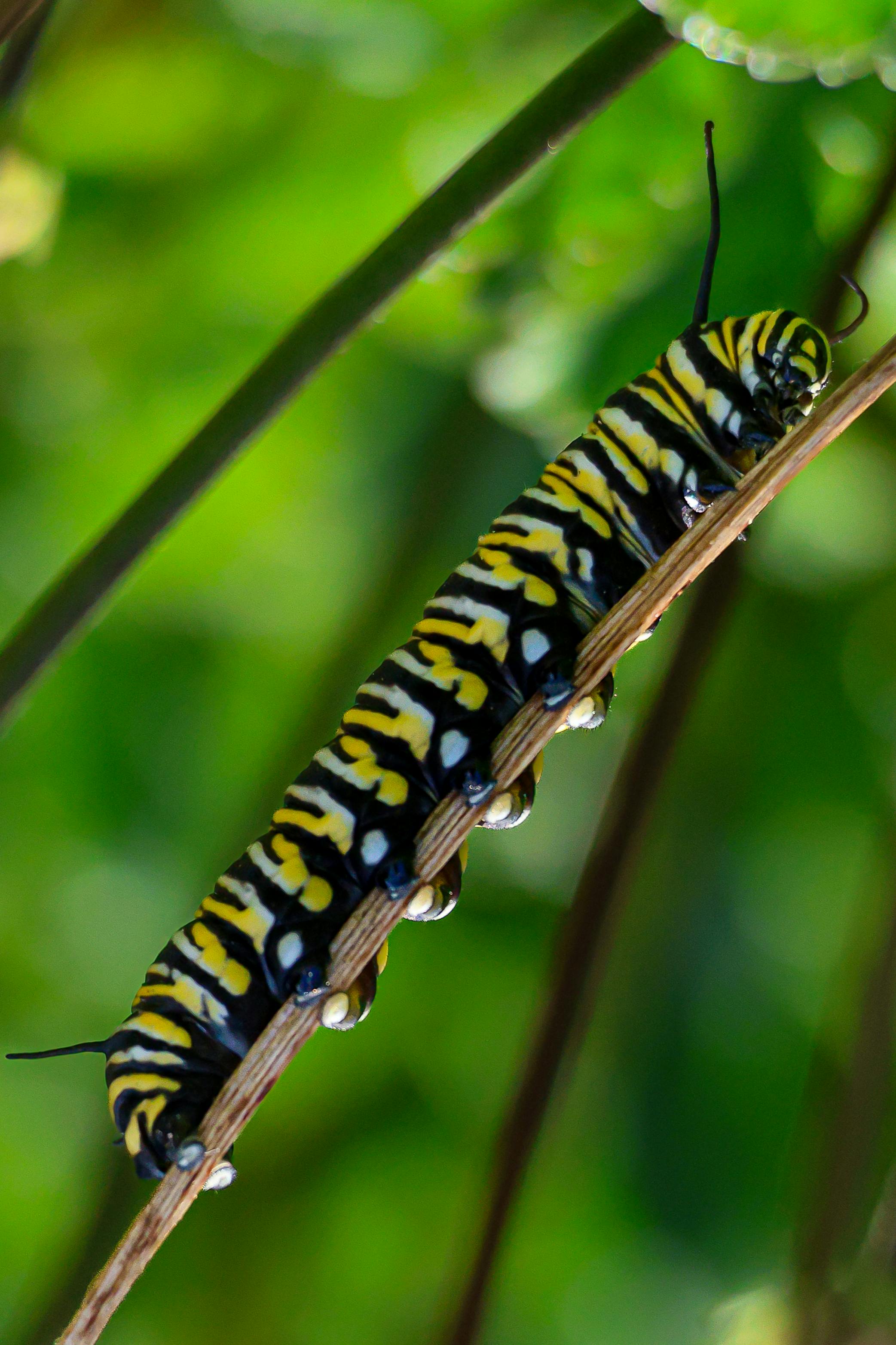 caterpillar on a stem