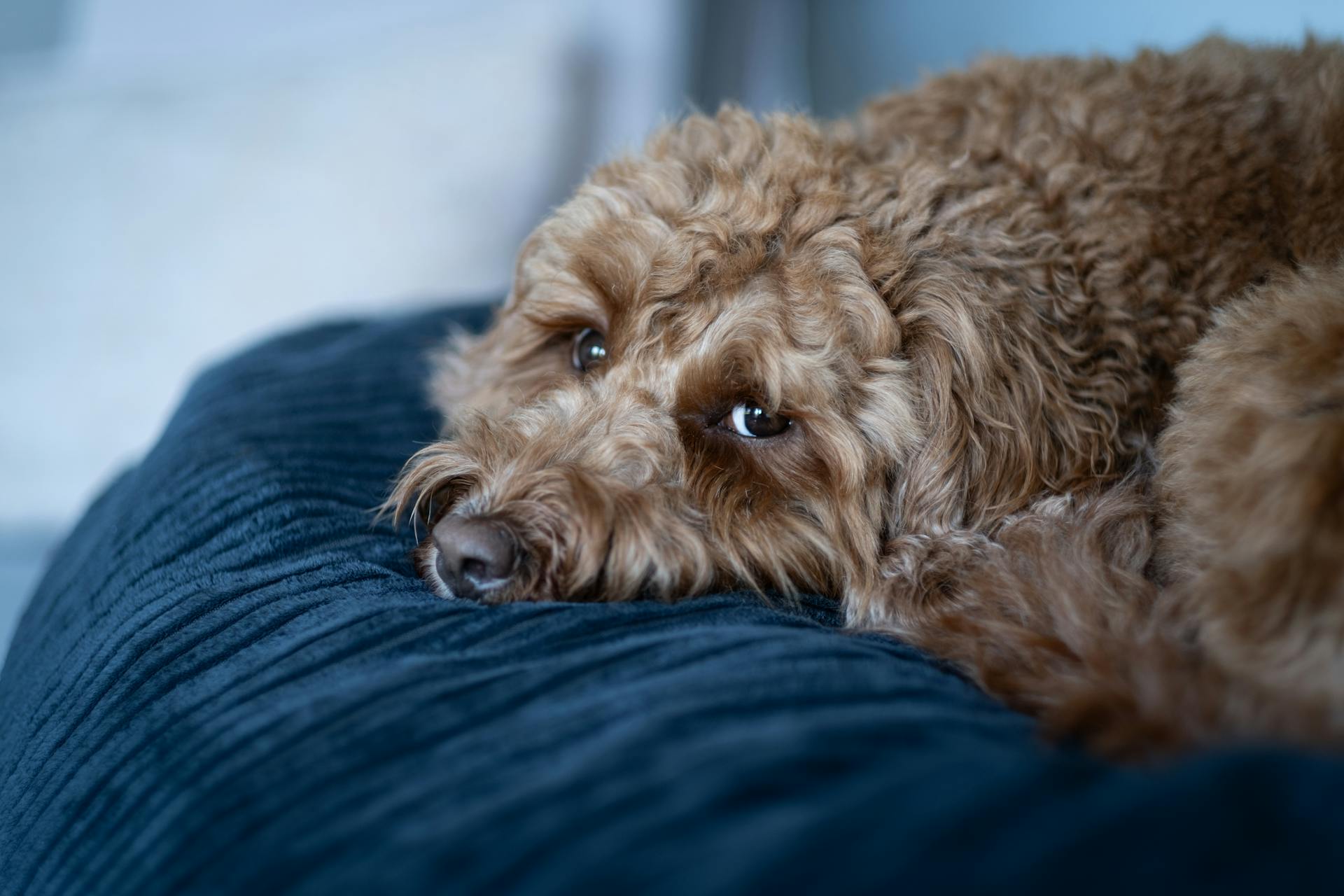 Portrait d'un caniche jouet