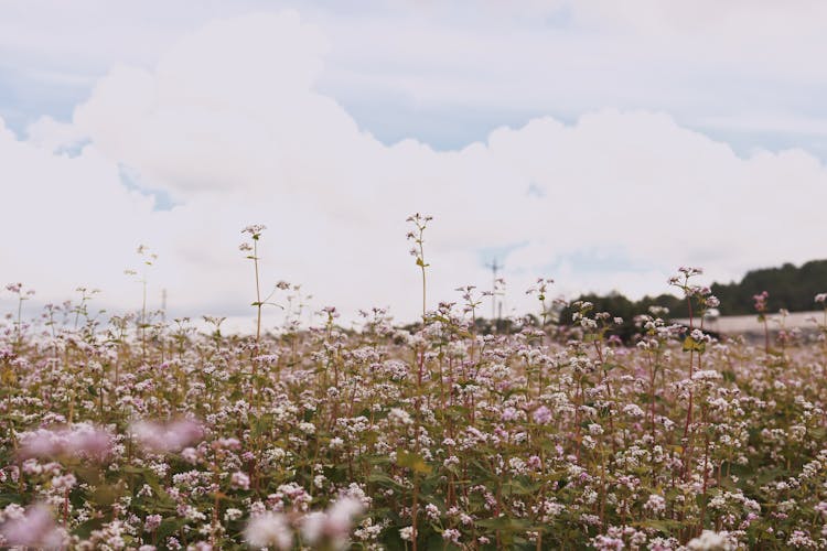 Field Of White Flowers