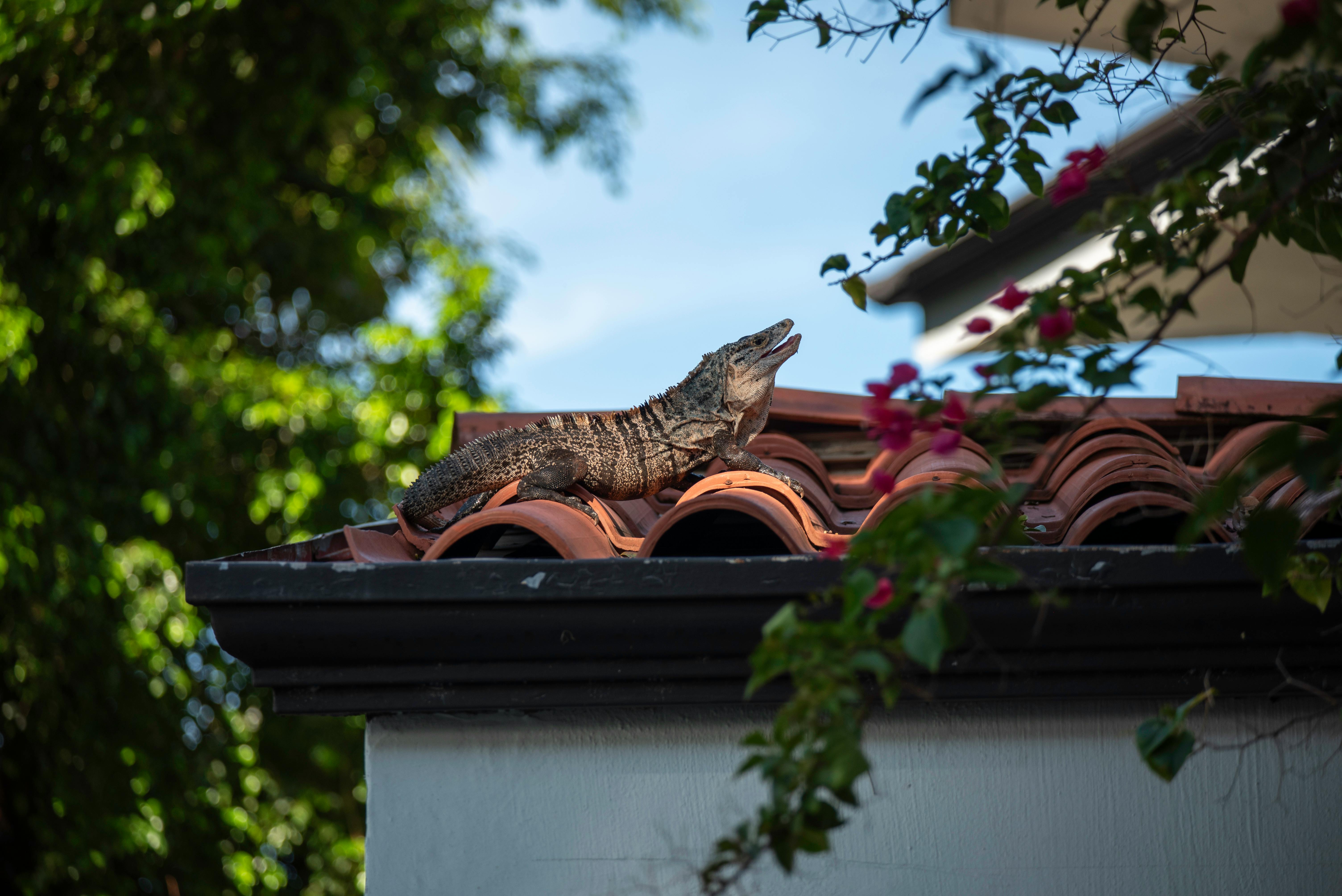 iguana on a roof