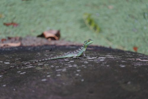 Ilmainen kuvapankkikuva tunnisteilla biodiversiteetti, camo, ekomatkailu