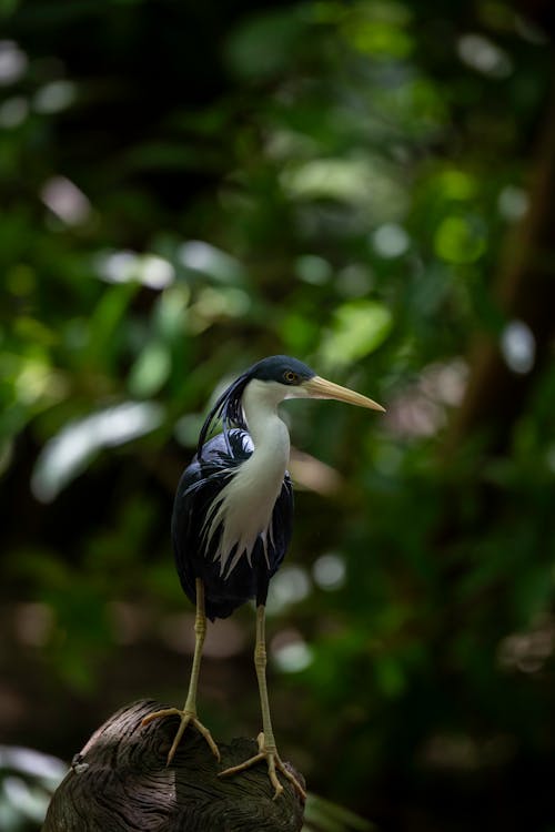 Δωρεάν στοκ φωτογραφιών με everglades, άγρια φύση, άγριος