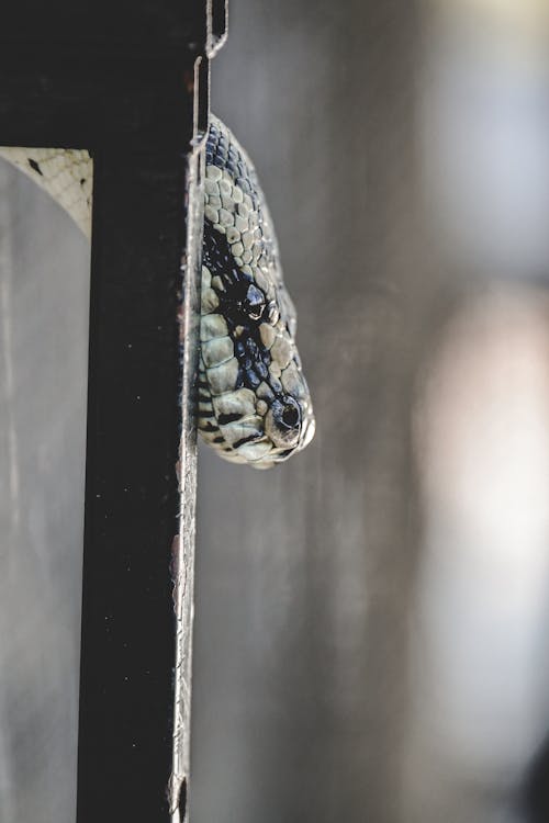 Ilmainen kuvapankkikuva tunnisteilla biodiversiteetti, ekomatkailu, eläinten hyvinvointi