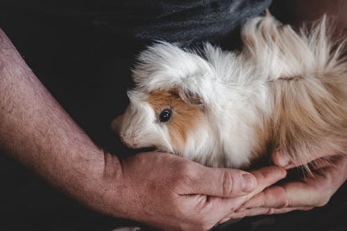 Ilmainen kuvapankkikuva tunnisteilla biodiversiteetti, ekomatkailu, eläin