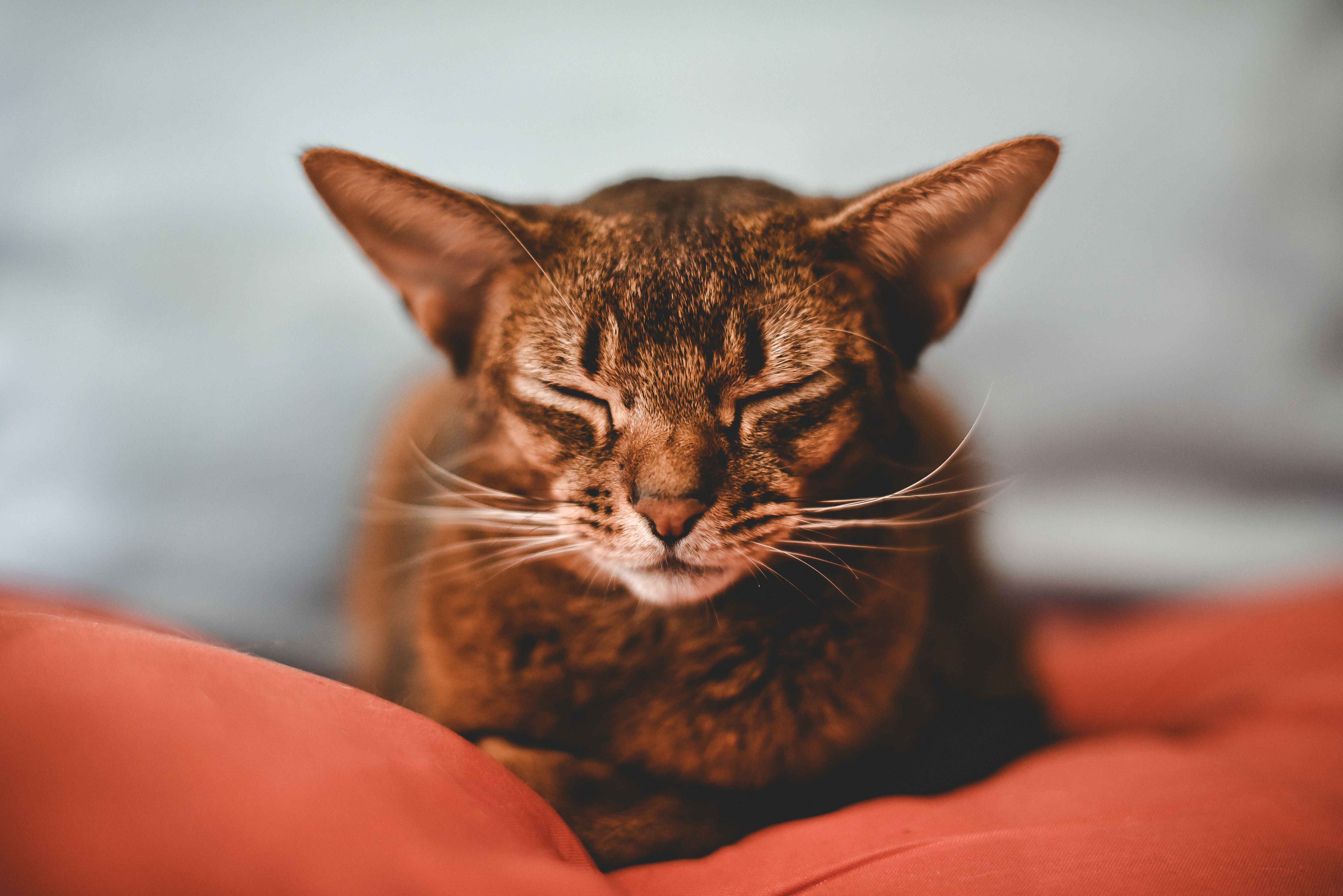 A cat is sleeping on a bed with its eyes closed · Free Stock Photo