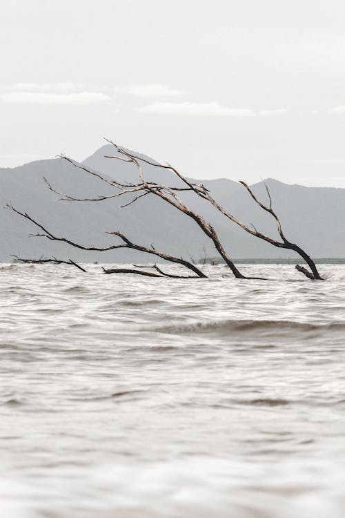 Ilmainen kuvapankkikuva tunnisteilla biodiversiteetti, ekomatkailu, eläinten hyvinvointi