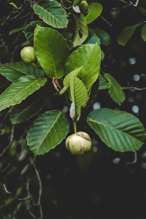 Ilmainen kuvapankkikuva tunnisteilla biodiversiteetti, ekomatkailu, eläinten hyvinvointi