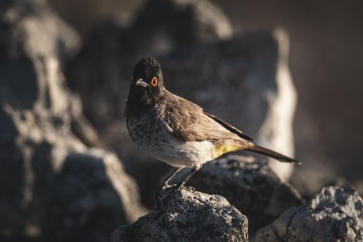 African Red Eyed Bulbul Perching on Rock