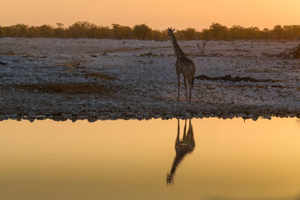 A giraffe pauses at a waterhole as the light goes