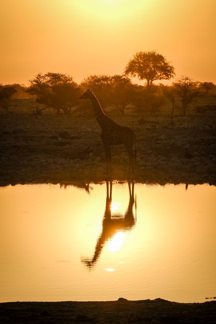 Giraffe silhouette reflected in water at sunrise on African safari.