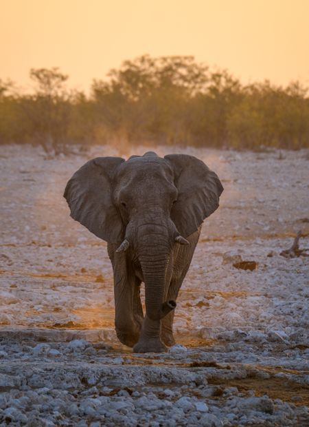 Elephant in a golden savanna