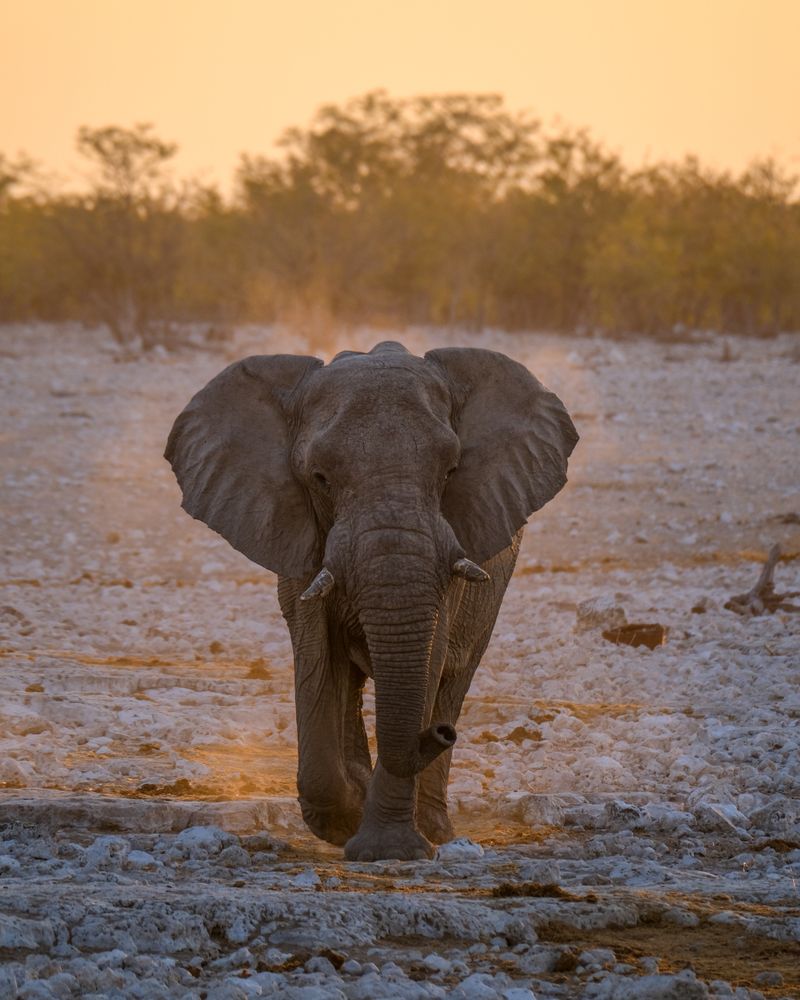 Elephant in the savanna at sunset