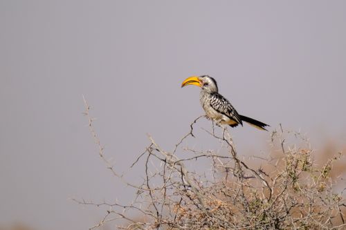 Free Yellow-billed hornbill perched on a thorny bush, showcasing wildlife in its natural habitat. Stock Photo