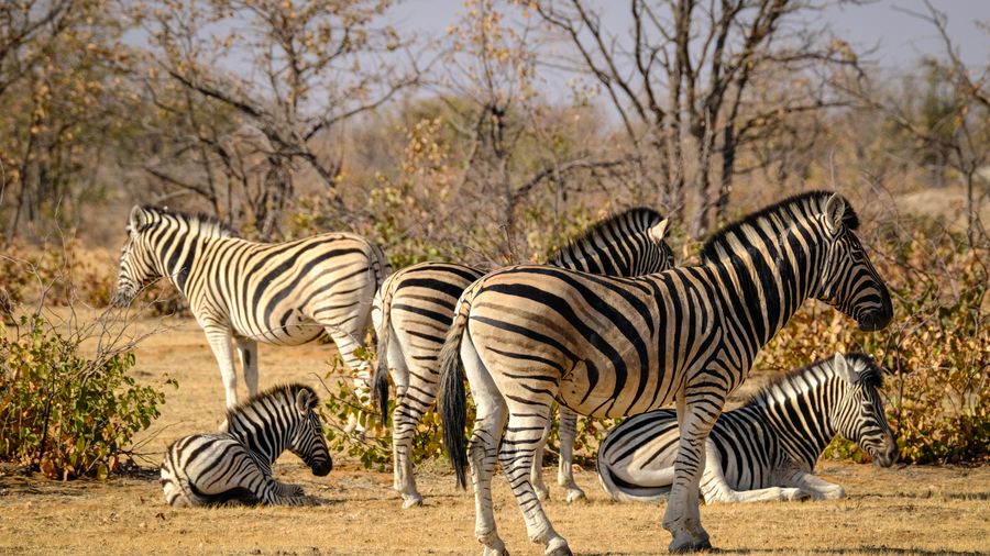 San Diego Safari Park: What Makes the Wild Animal Park Different From Every Other Zoo