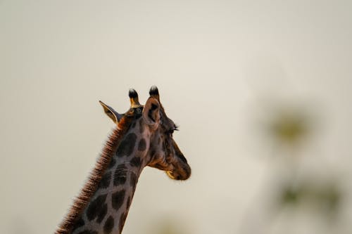 Fotos de stock gratuitas de al aire libre, animal, Arte