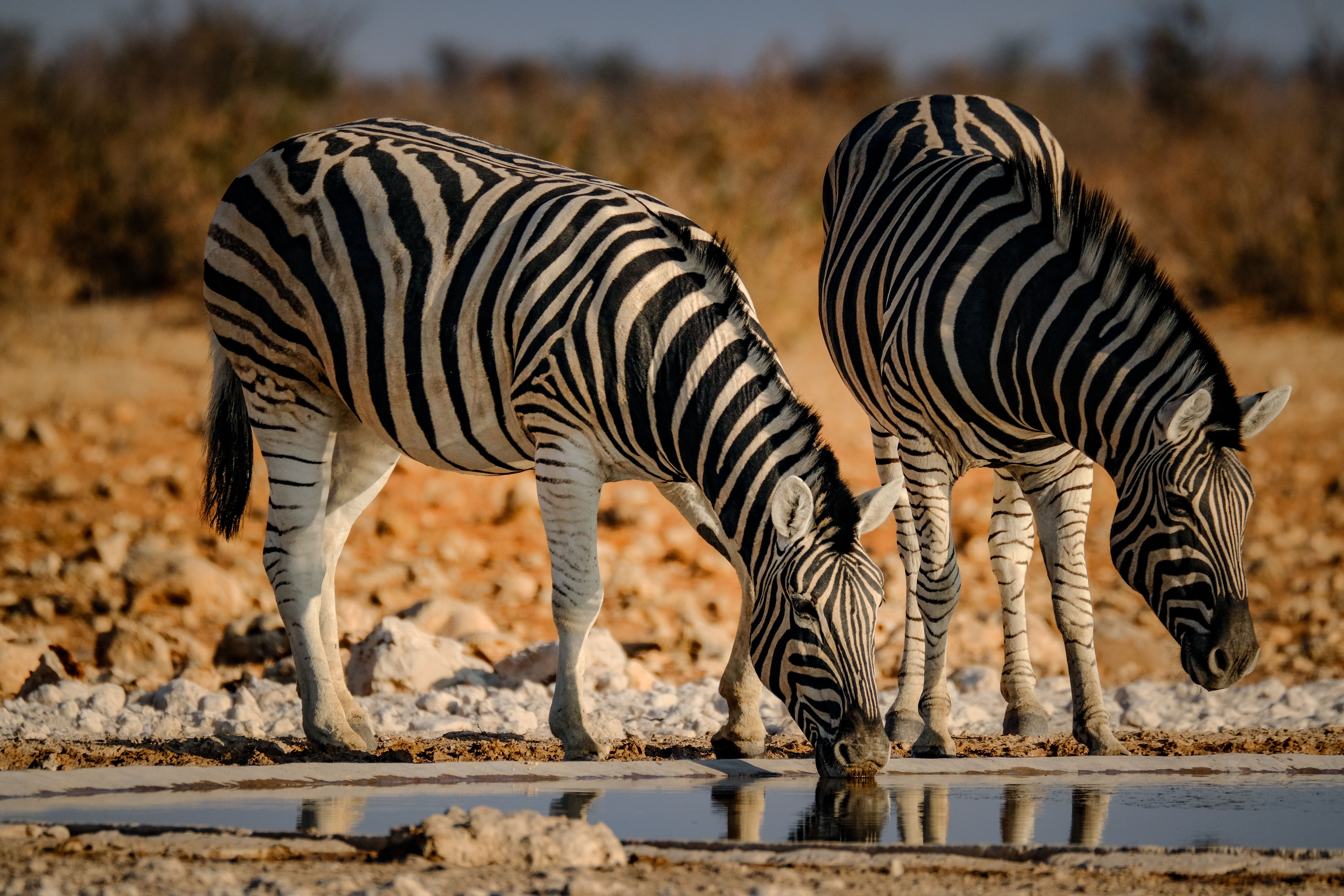 Zebra comune