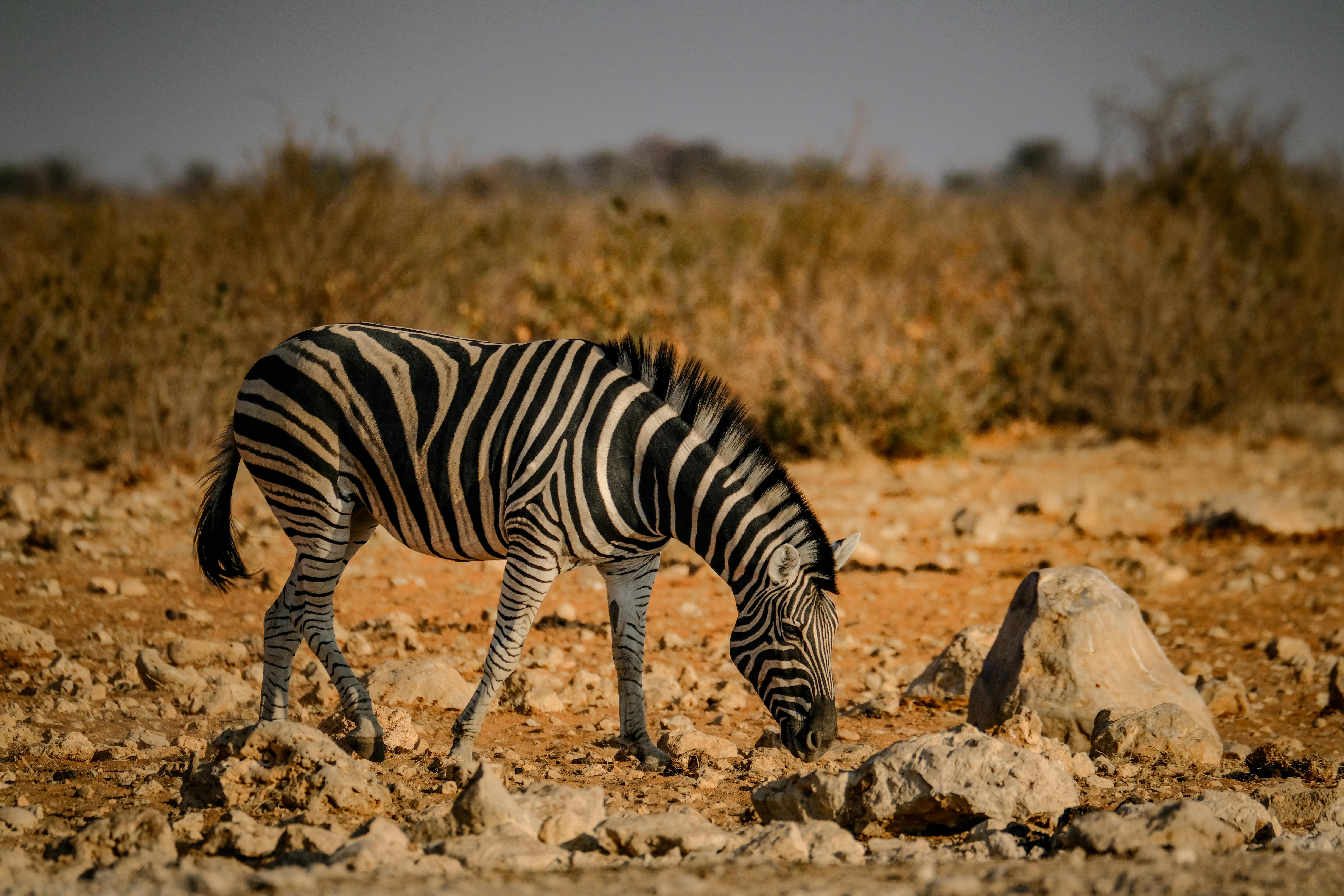 Zebra in Close Up