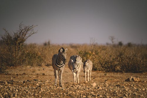 Fotos de stock gratuitas de al aire libre, amanecer, animal