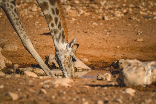 Free Close-up of a giraffe drinking water in a sandy savannah environment. Stock Photo