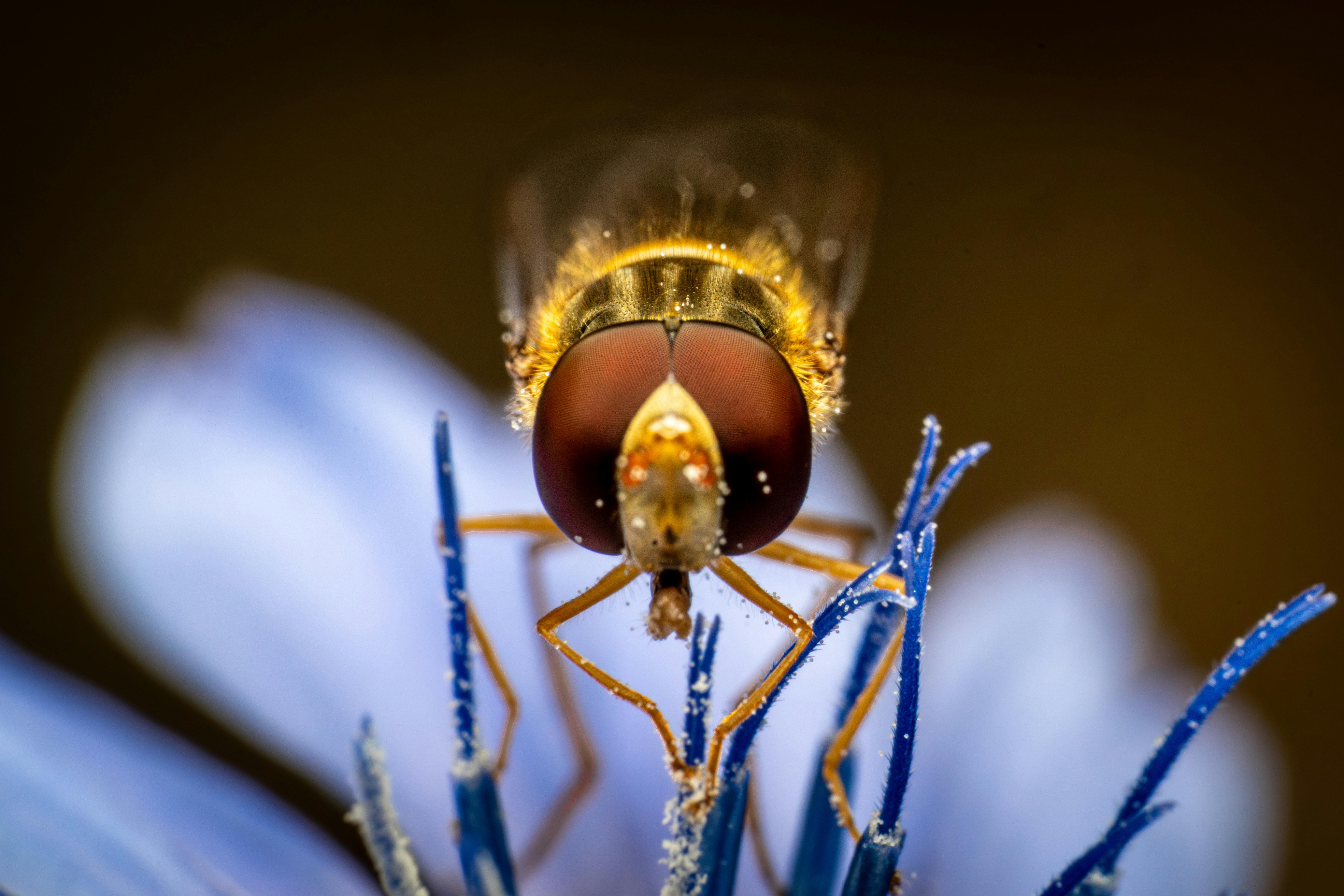 Close-up of a hoverfly perched on vibrant blue stamens against a blurred background.