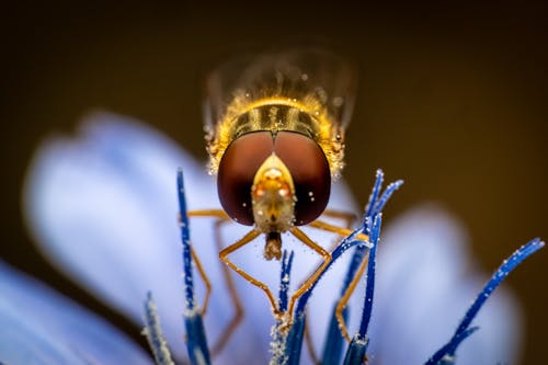 Immagine gratuita di animale, antenna, biologia