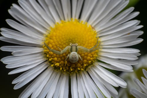 Goldenrod Crab Spider