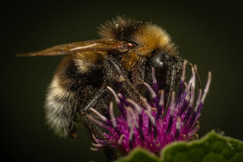 Photos gratuites de abeille, bourdon, chardon