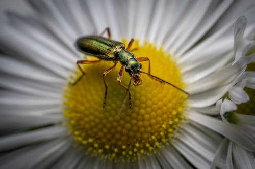 Immagine gratuita di insetti, macro