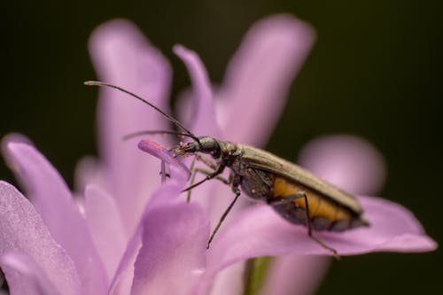 Oedemera lurida