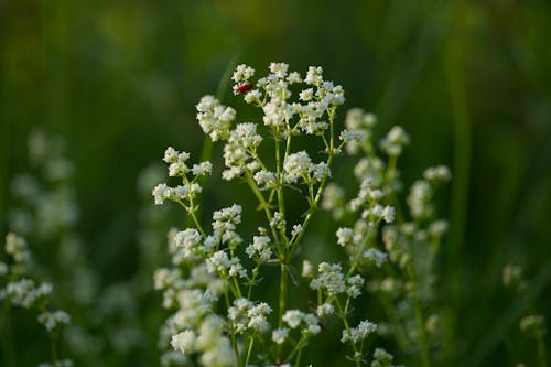 Gratis arkivbilde med anlegg, blomst, blomstre